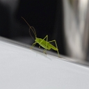 77522eafe64d7319a672a82570adfb6e